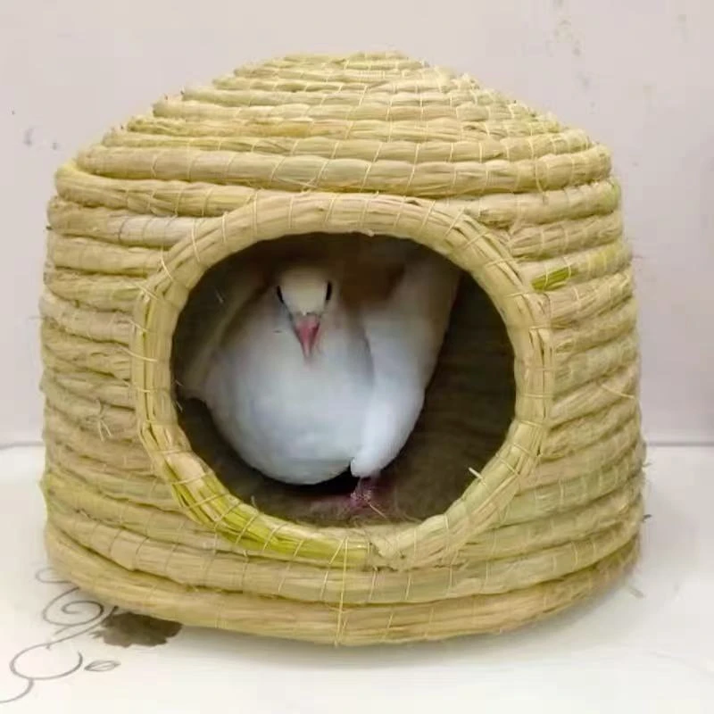 鸽子巢窝养殖繁殖草窝鸽子好1