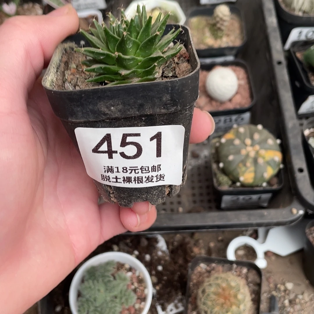 451帝冠（满18包邮）