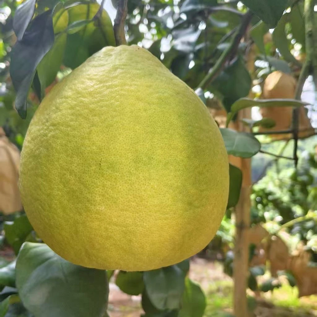 正宗广西容县沙田柚新鲜，纯甜山顶老树果，(精品果袋子装)柚子打卡