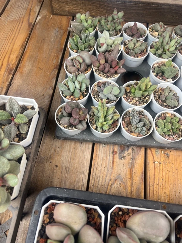 苏苏水泡多肉植物