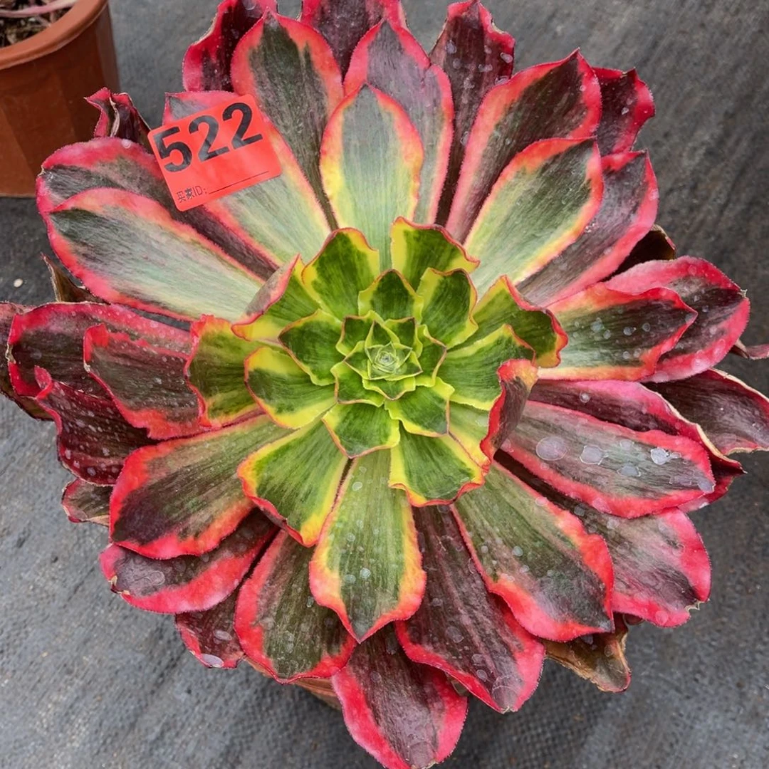 522多肉法师魅影