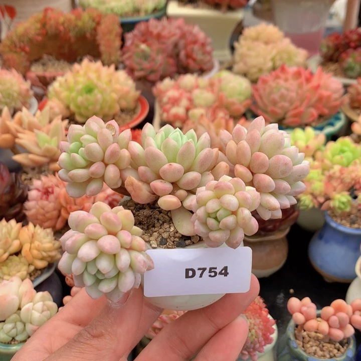 一物一拍满38包邮D754