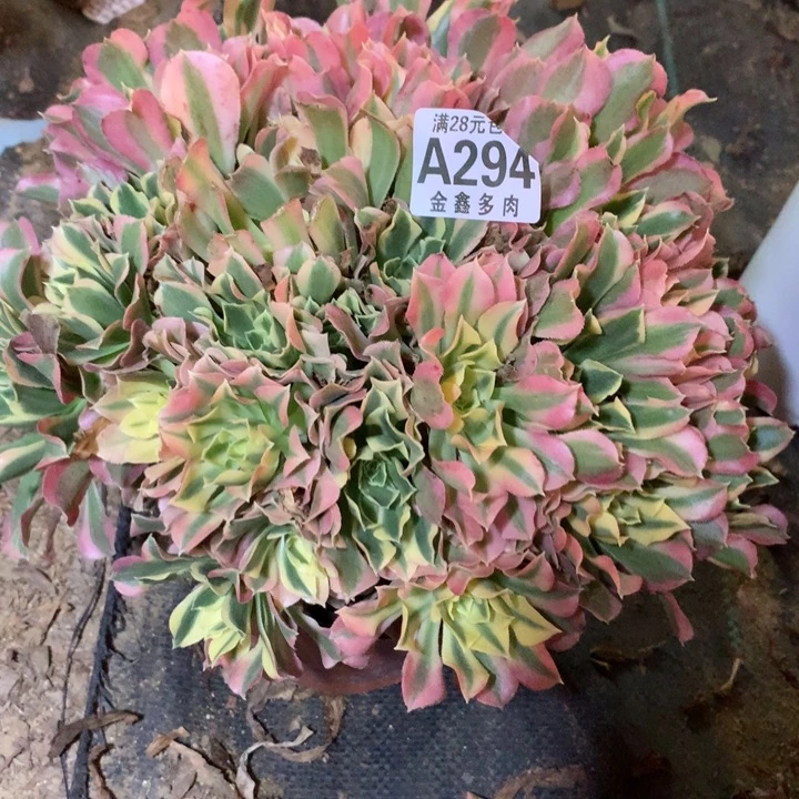 294多肉植物一物一拍