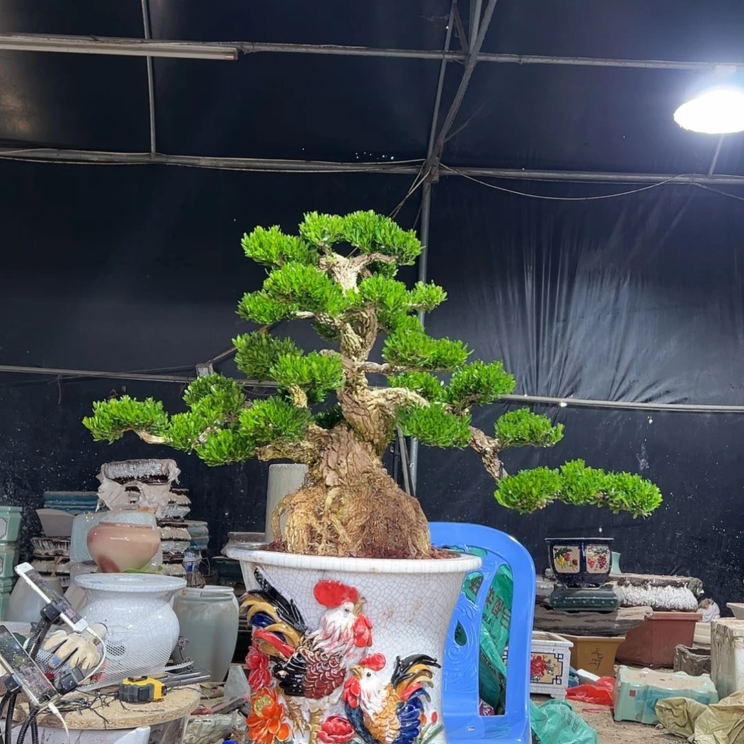 无花朵广东雀舌黄杨盆景