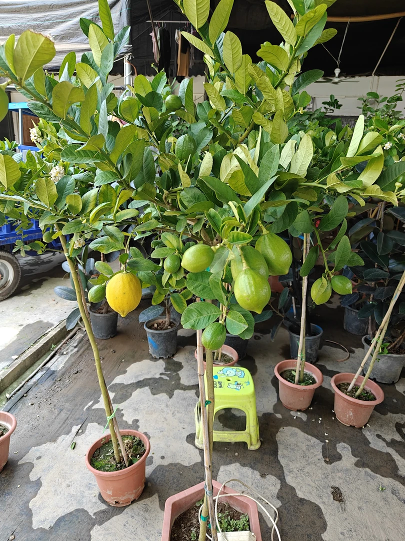 香水柠檬四季开花结果香水柠檬树盆栽花卉绿植芭乐根