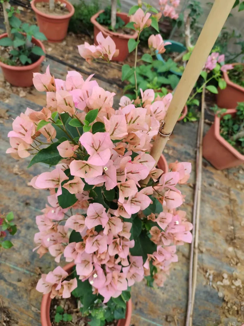 绿叶马斯三角梅盆栽花卉四季开花勤花品种