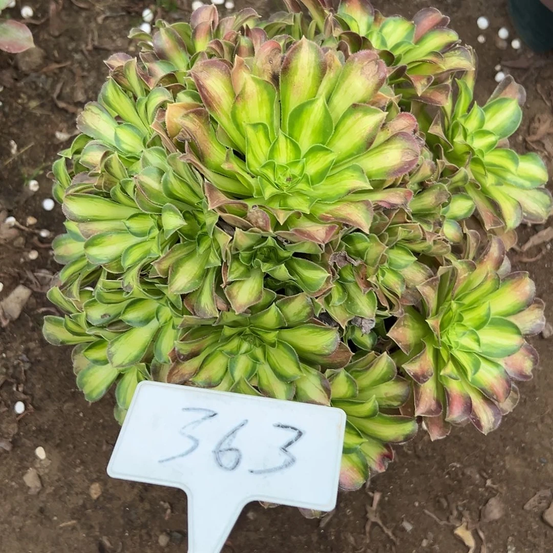 多肉植物绍花法师363