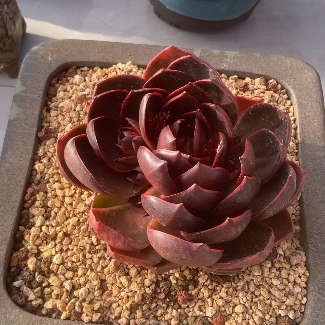 红灯多肉多肉多肉多肉多肉