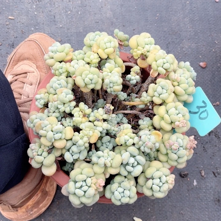 晨语多肉一物一拍30