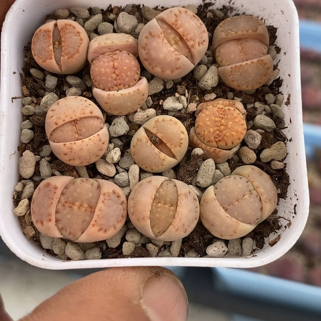 饼干一盆0696 尺寸比较小