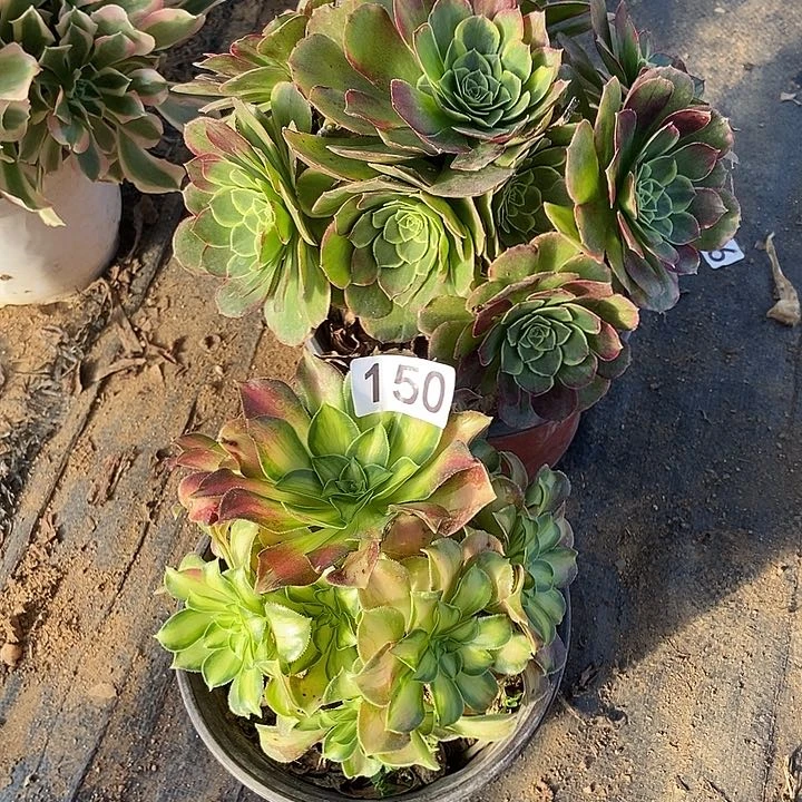 韶华奶白多肉150不包断