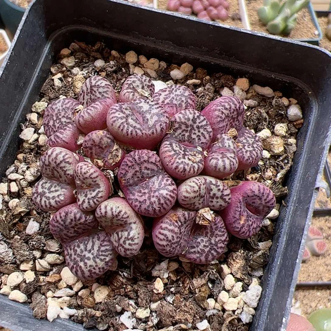 【闪购商品】166 霓虹