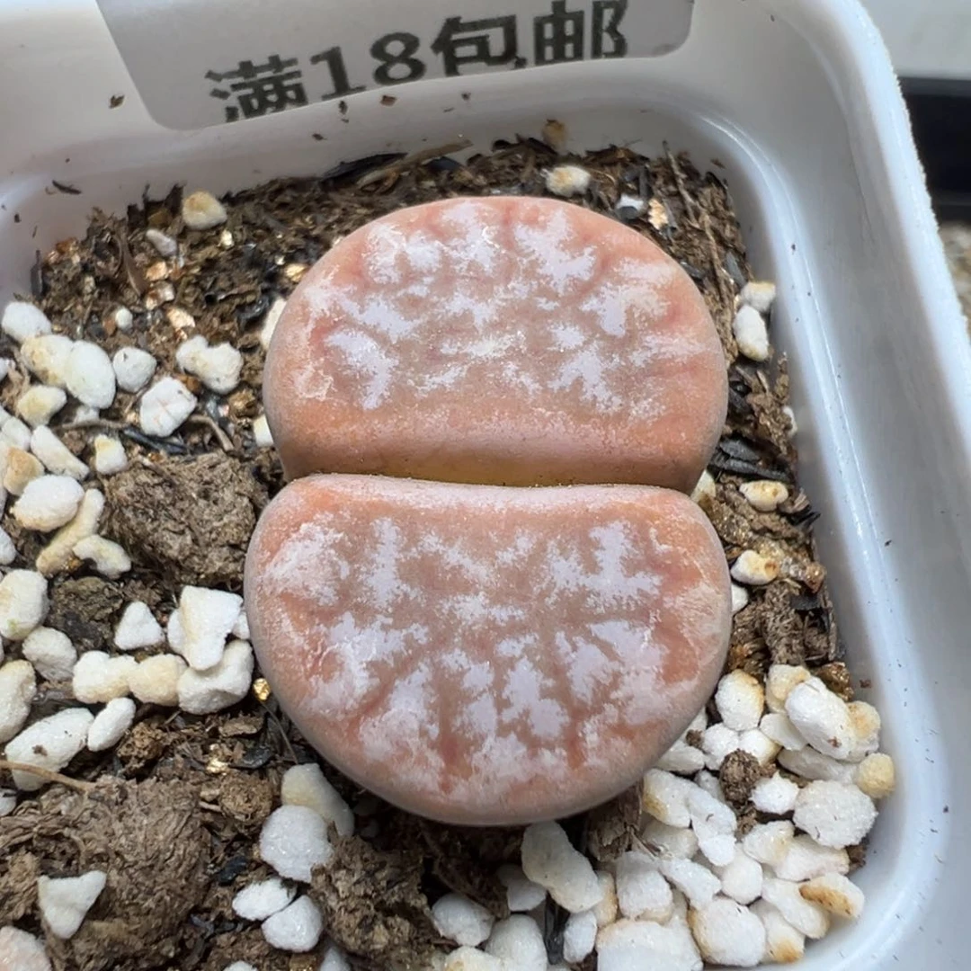【闪购商品】 1287。
