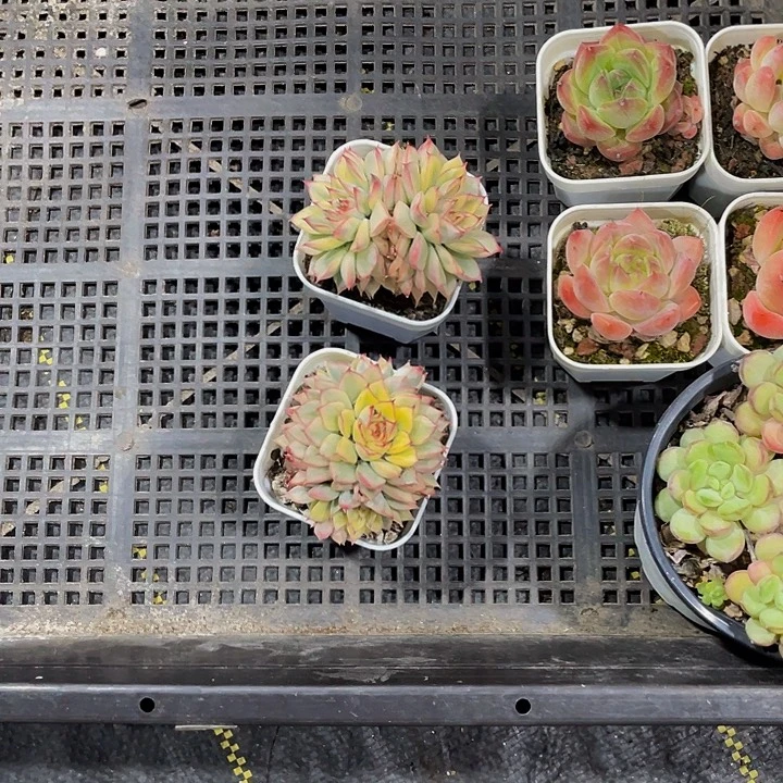 ᯤ***⊙30号筐带盆土发货