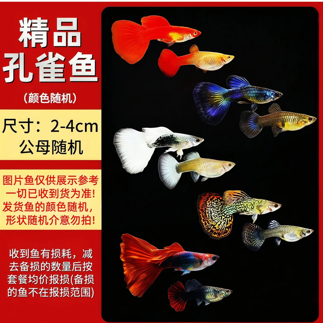 【精品孔雀】包邮小型热带淡水孔雀鱼好养耐活适合新手繁殖观赏鱼