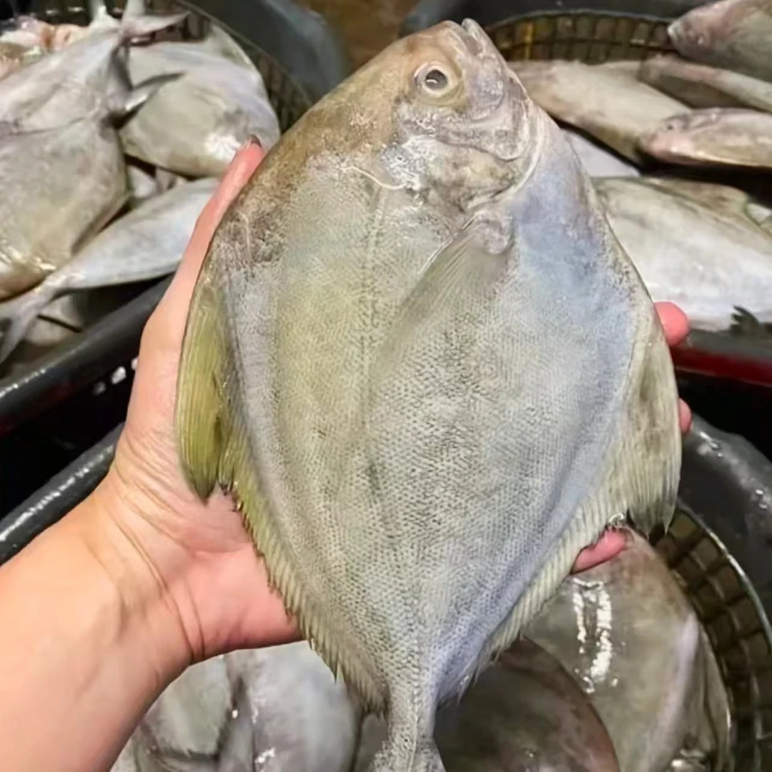 鼎峰海产 本港大黑鲳  5条（7-9两/条）顺丰包邮冷链  博贺渔港