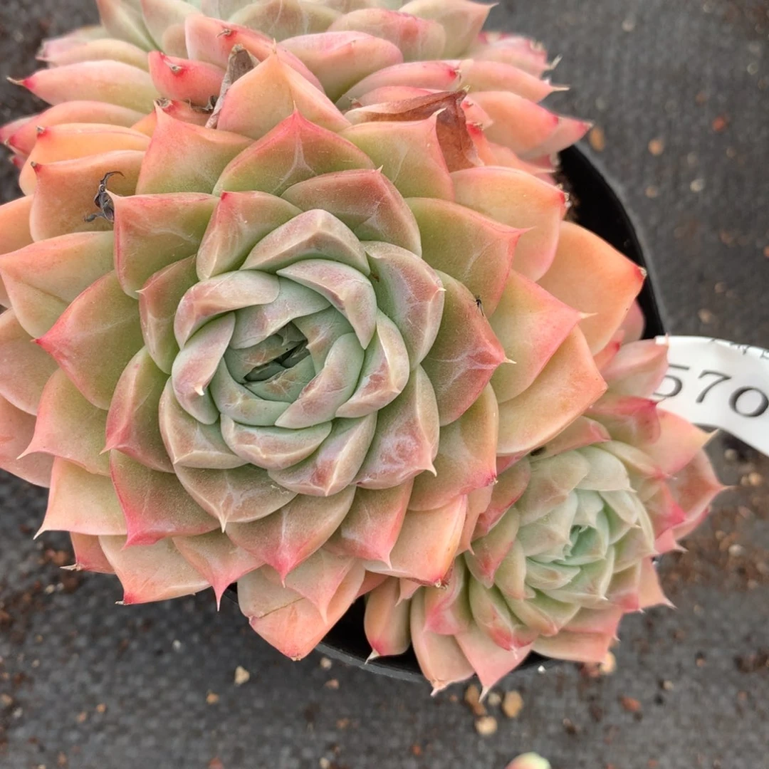 5700杂交多肉植物