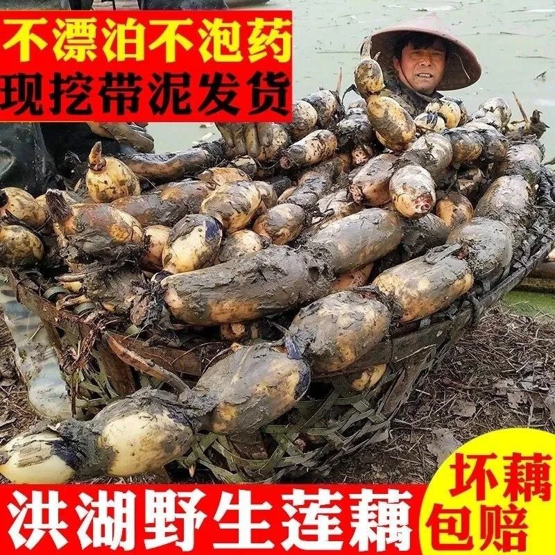 新鲜洪湖莲藕农家自种莲藕凉拌下饭炒菜脆藕菜藕现挖带泥九孔莲藕