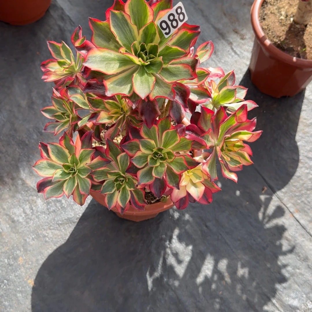 988多肉植物魅影多肉