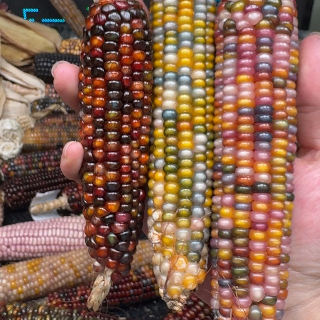 柏香籽/百香籽吊坠谁***仔