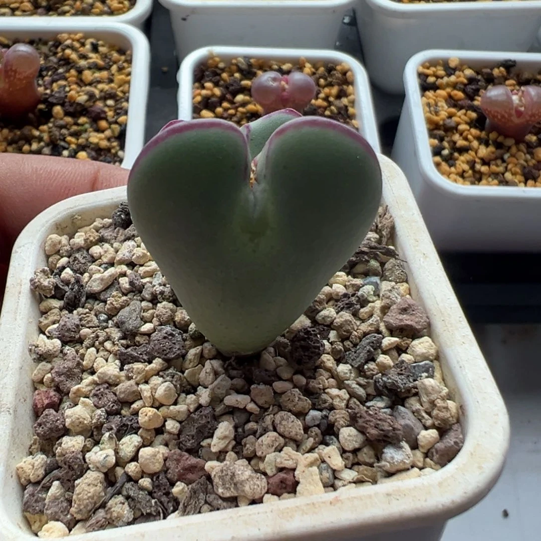 无花朵爱心少将双头15