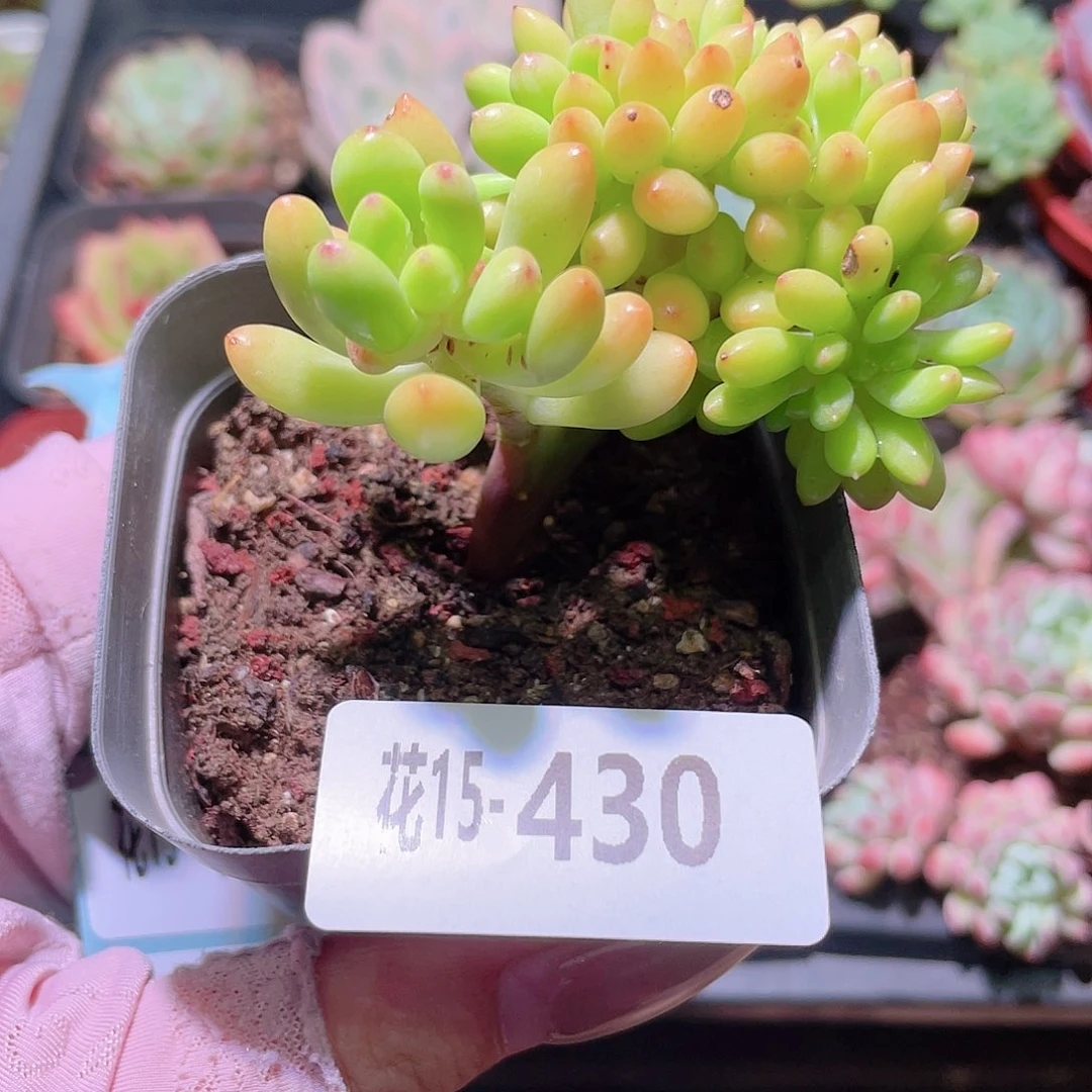 花利美15-430青松缀化