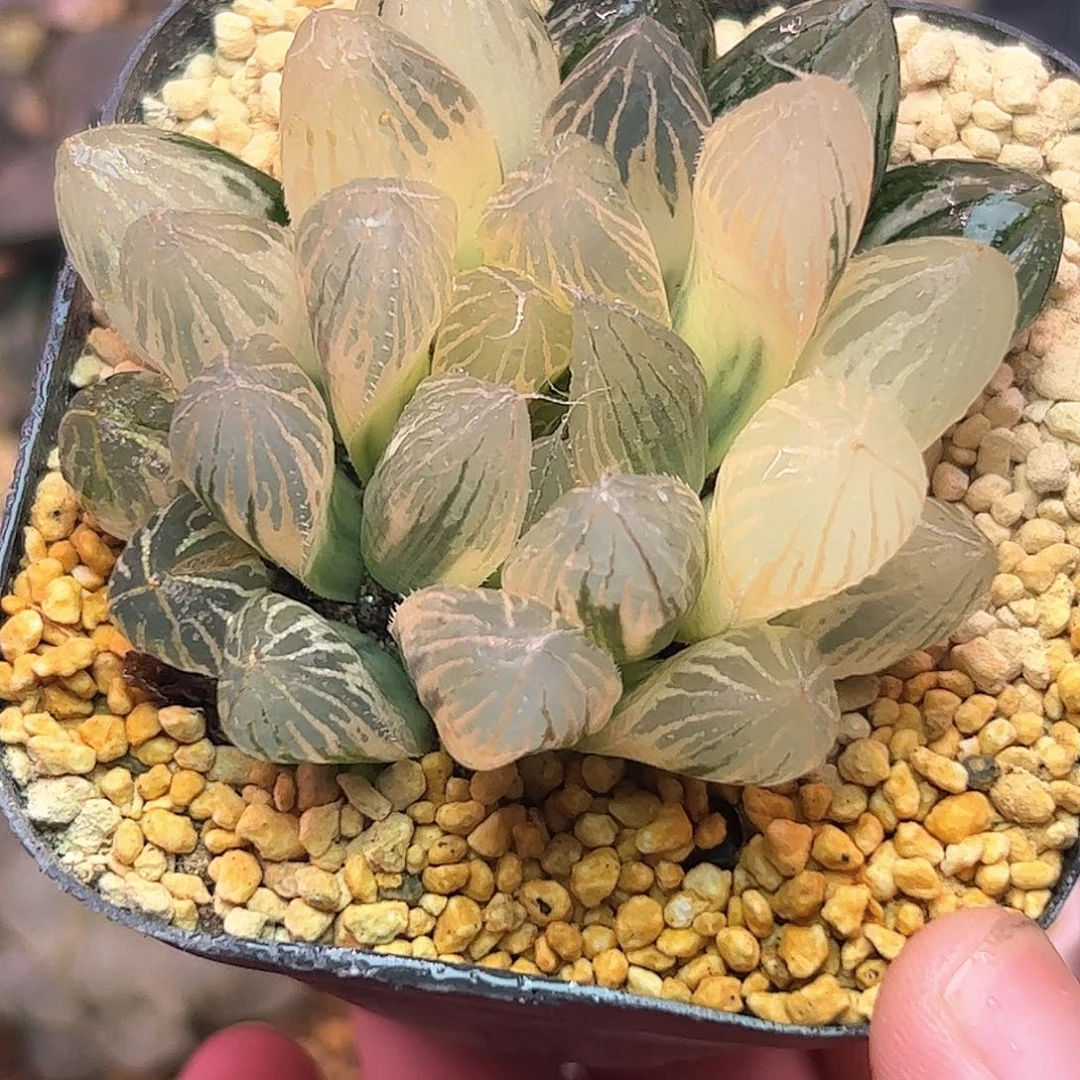 糊斑胭脂六公分十二卷