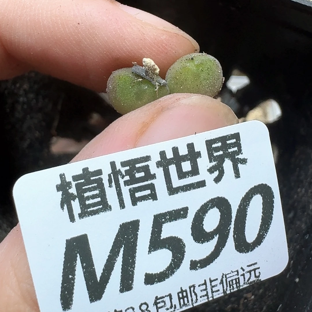 多肉植物的润泽法f