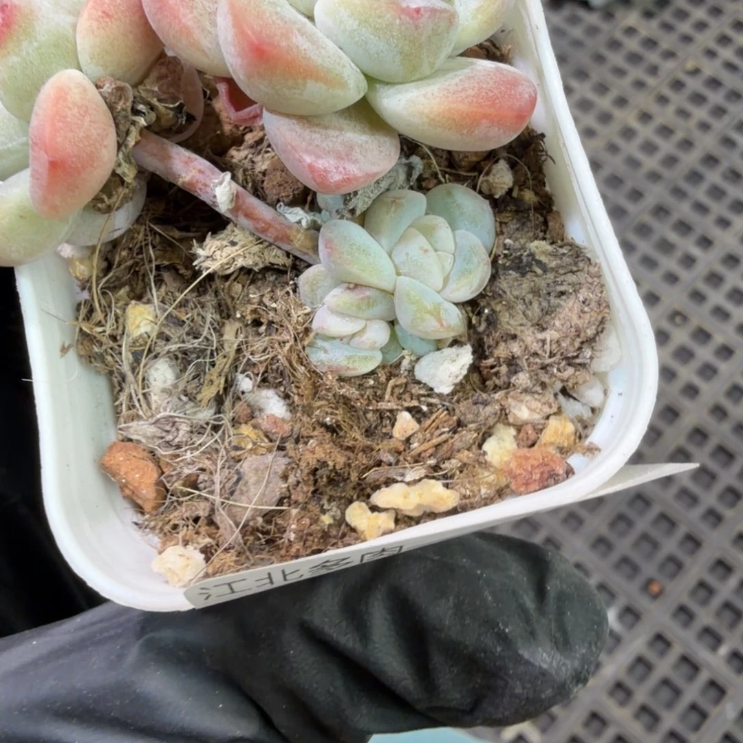 140 号到手1筐江北多肉