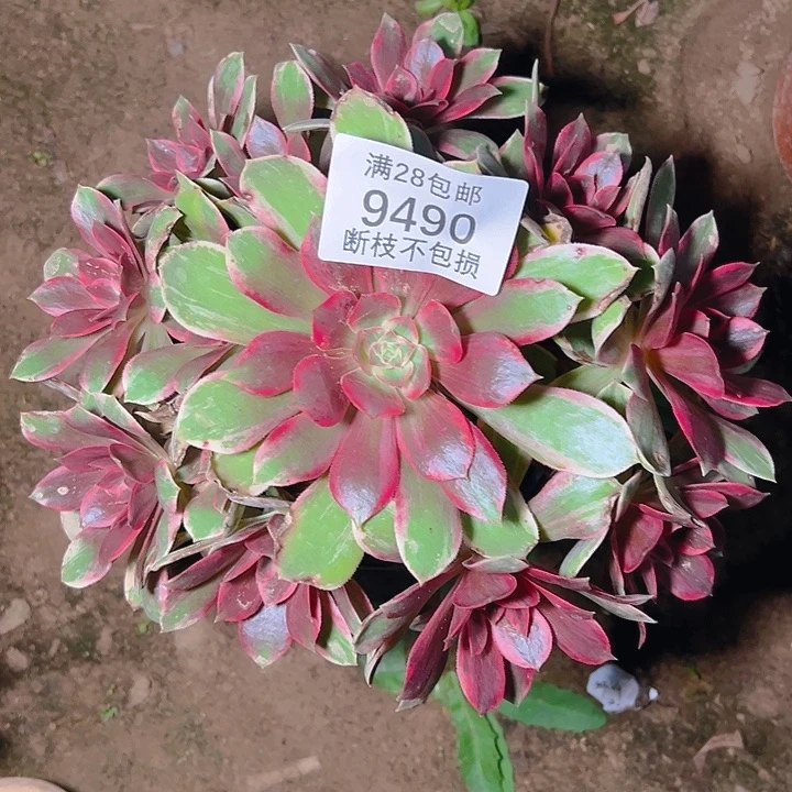 9490浣纱多肉植物