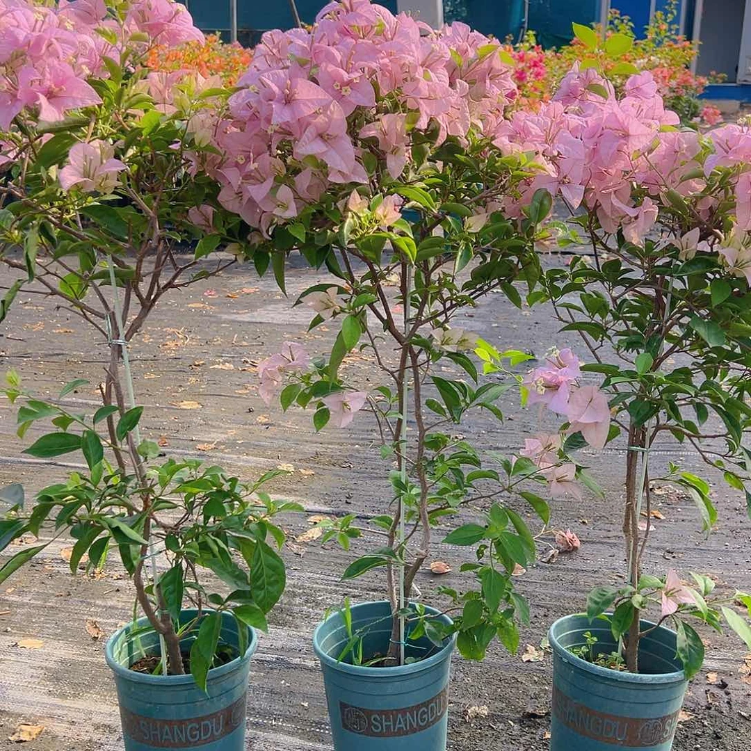 当前无花栽培后可以开花赛佛里带竹一棵