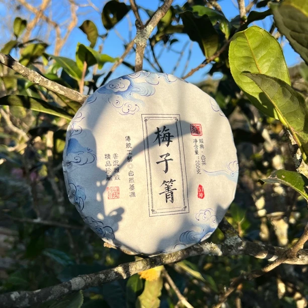【云南永德梅子箐51号】 2025年梅子箐古树白茶饼茶 贡眉 200g