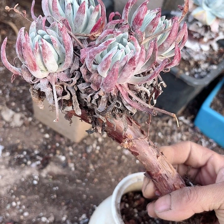 仙女杯多肉植物提取