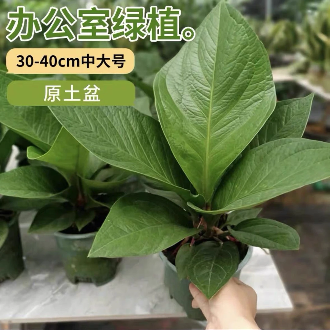 聚宝盆绿植花卉盆栽办公室内客厅桌面开业植物新家吸甲醛盆景易活