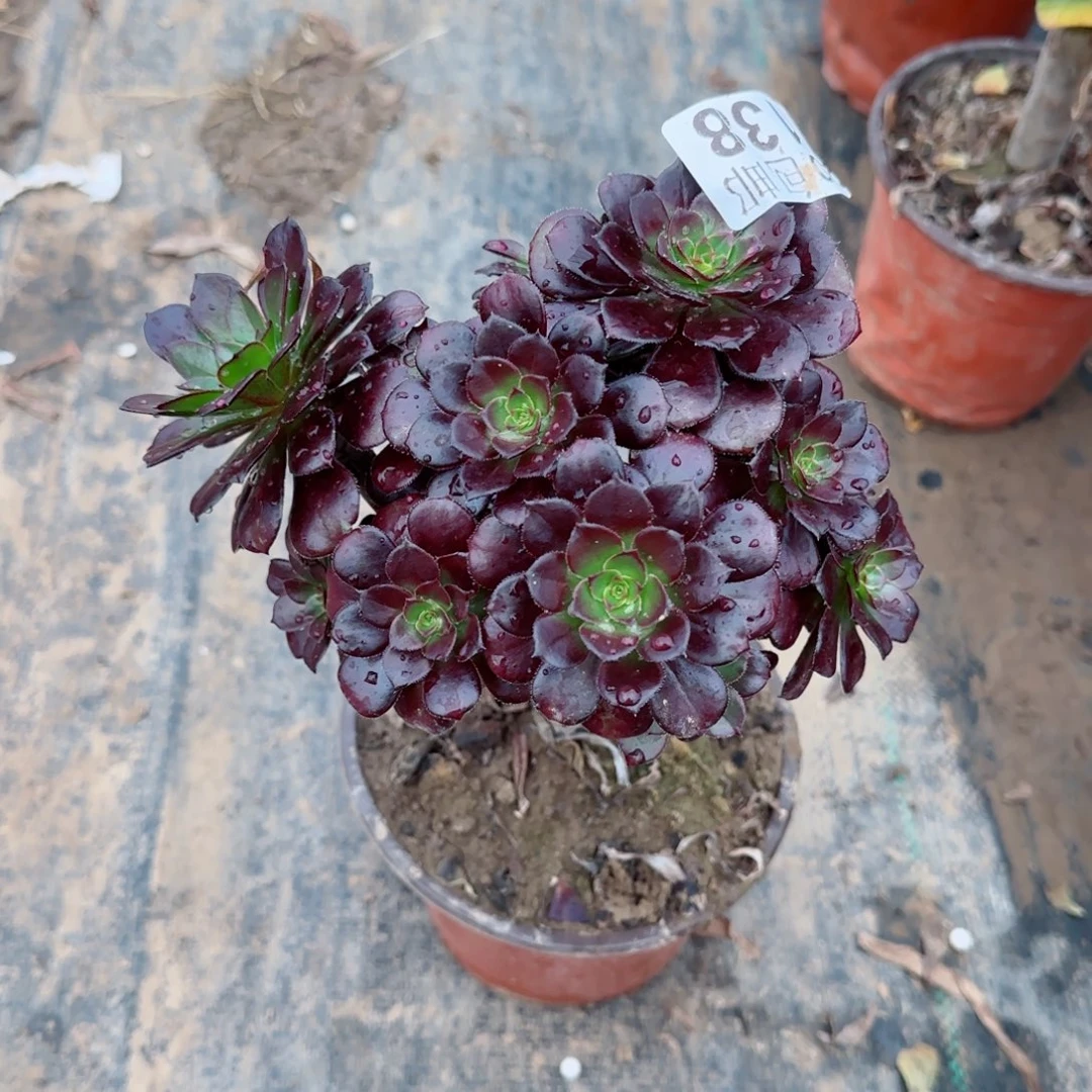 黑豆138满20包邮断枝不包