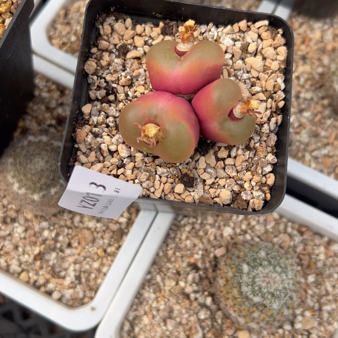 yz13三头群生优选毛毛