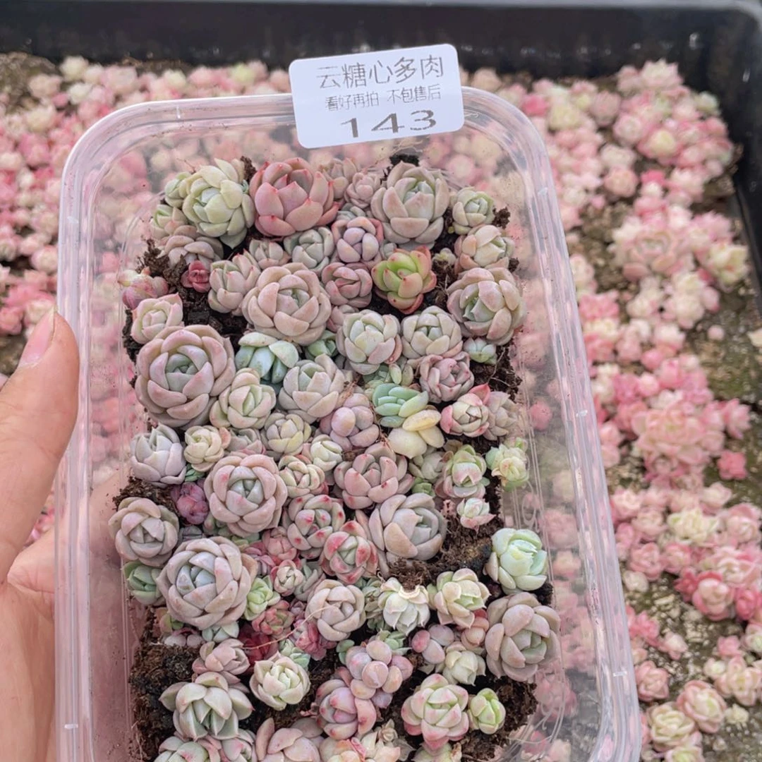 云糖心多肉植物143