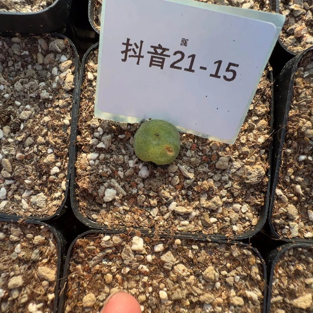21-15绿豆糕多肉植物