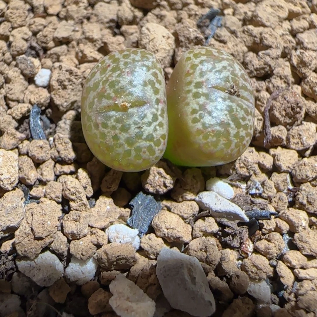 肉锥多肉植物好看-豹纹鸟1626