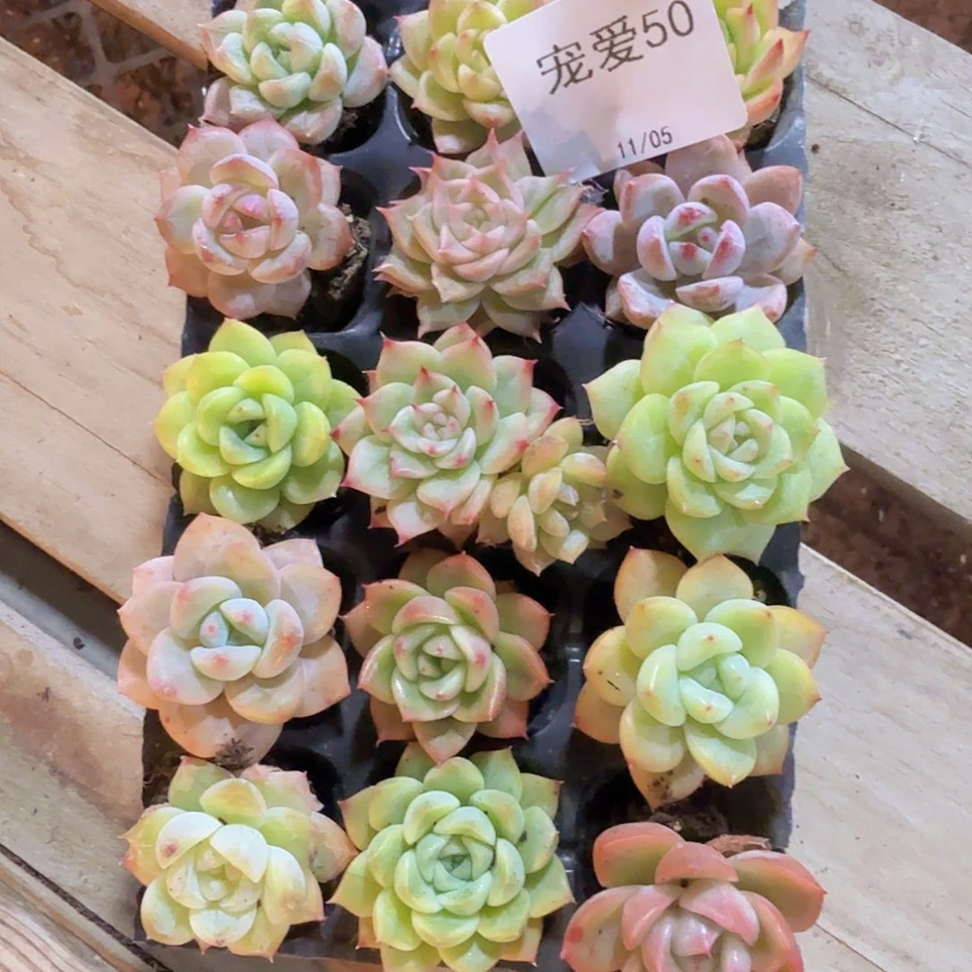 直播福利一物一拍50