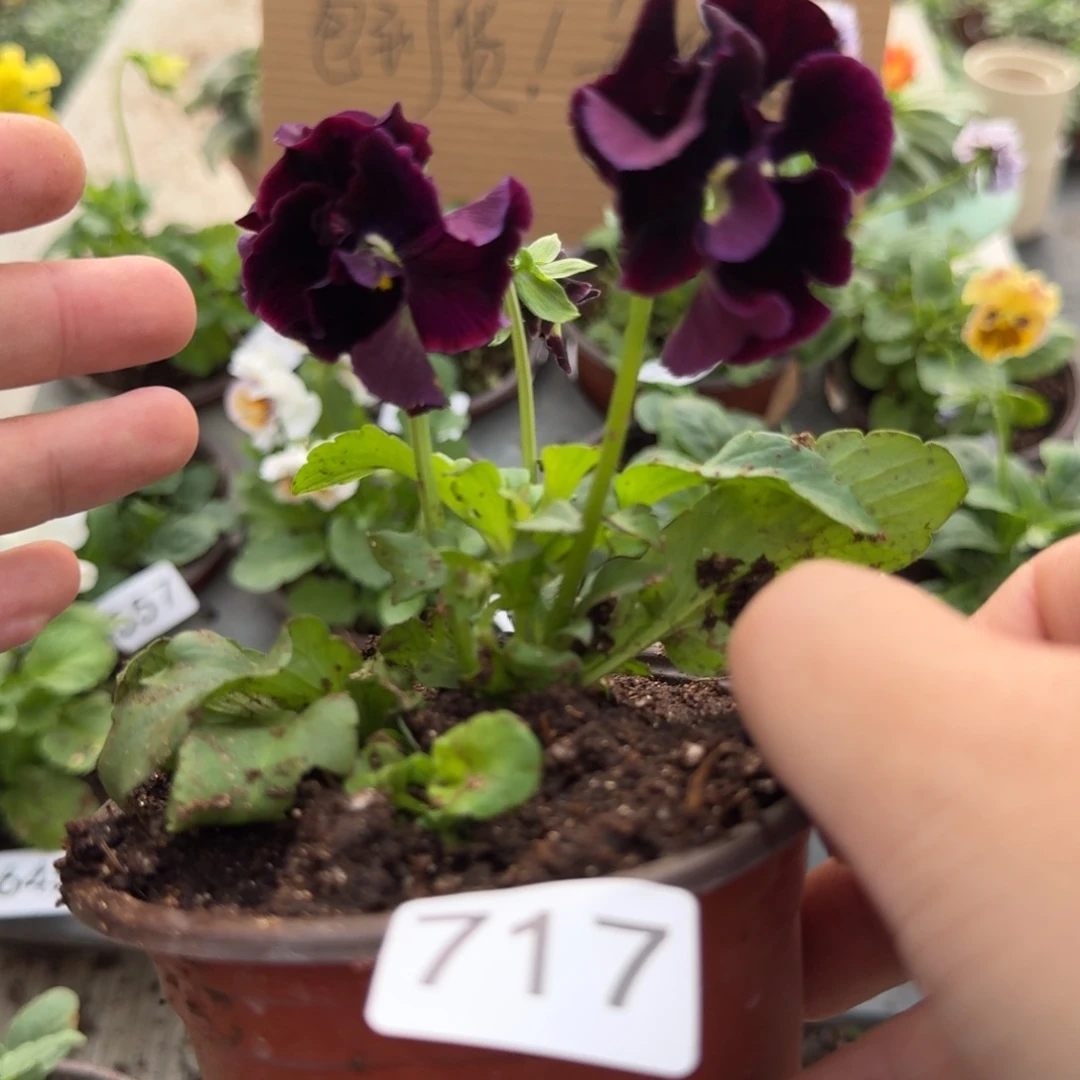 大部分花苞少量开放717