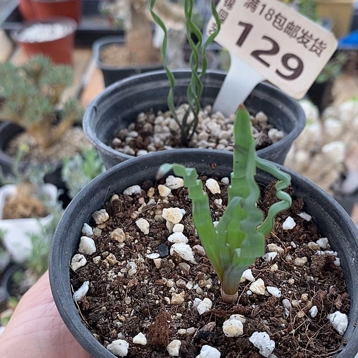 ?**?129一2个一一一一一一一