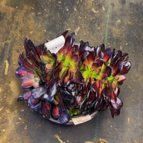 花娜锦多肉植物3904
