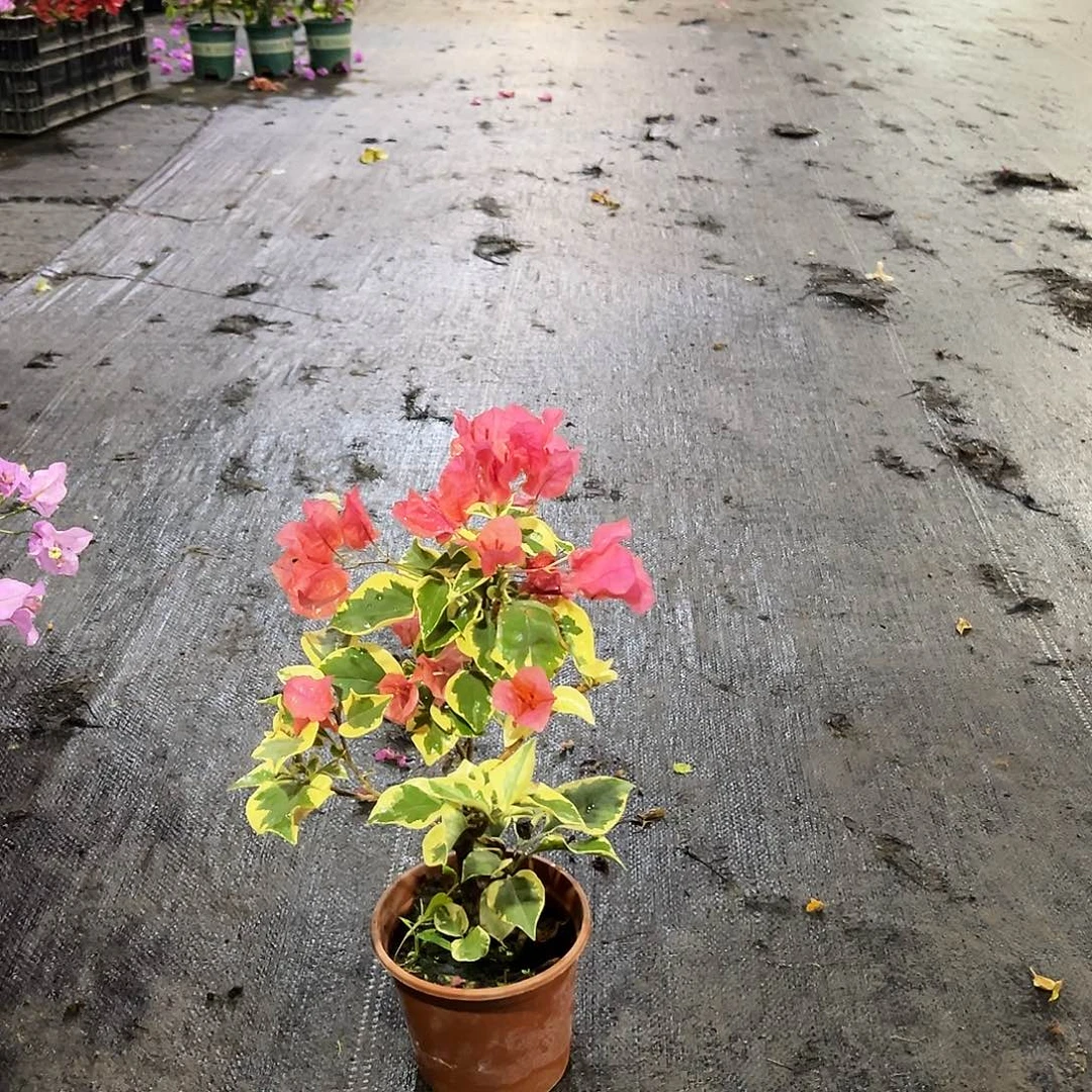 大部分花苞少量开放橙冰掌中宝一颗