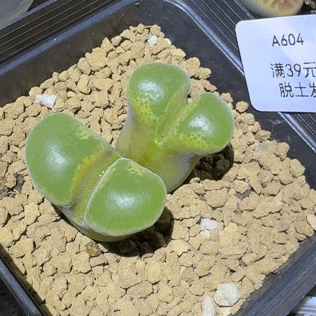 604多肉哈哈就哈哈哈哈哈