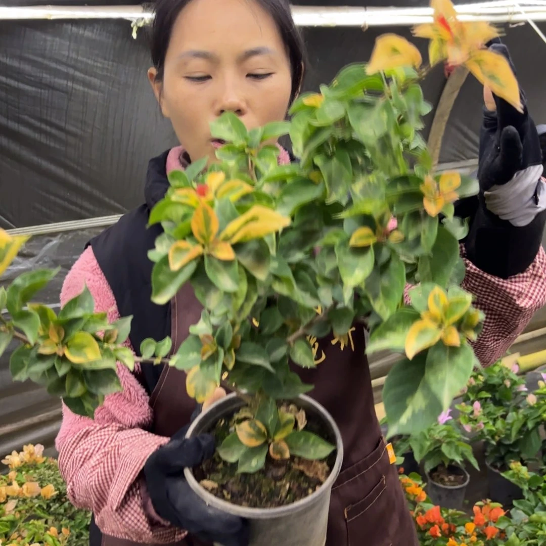 无花朵（拉菲泰2）三角梅会落花落叶苗有大有小