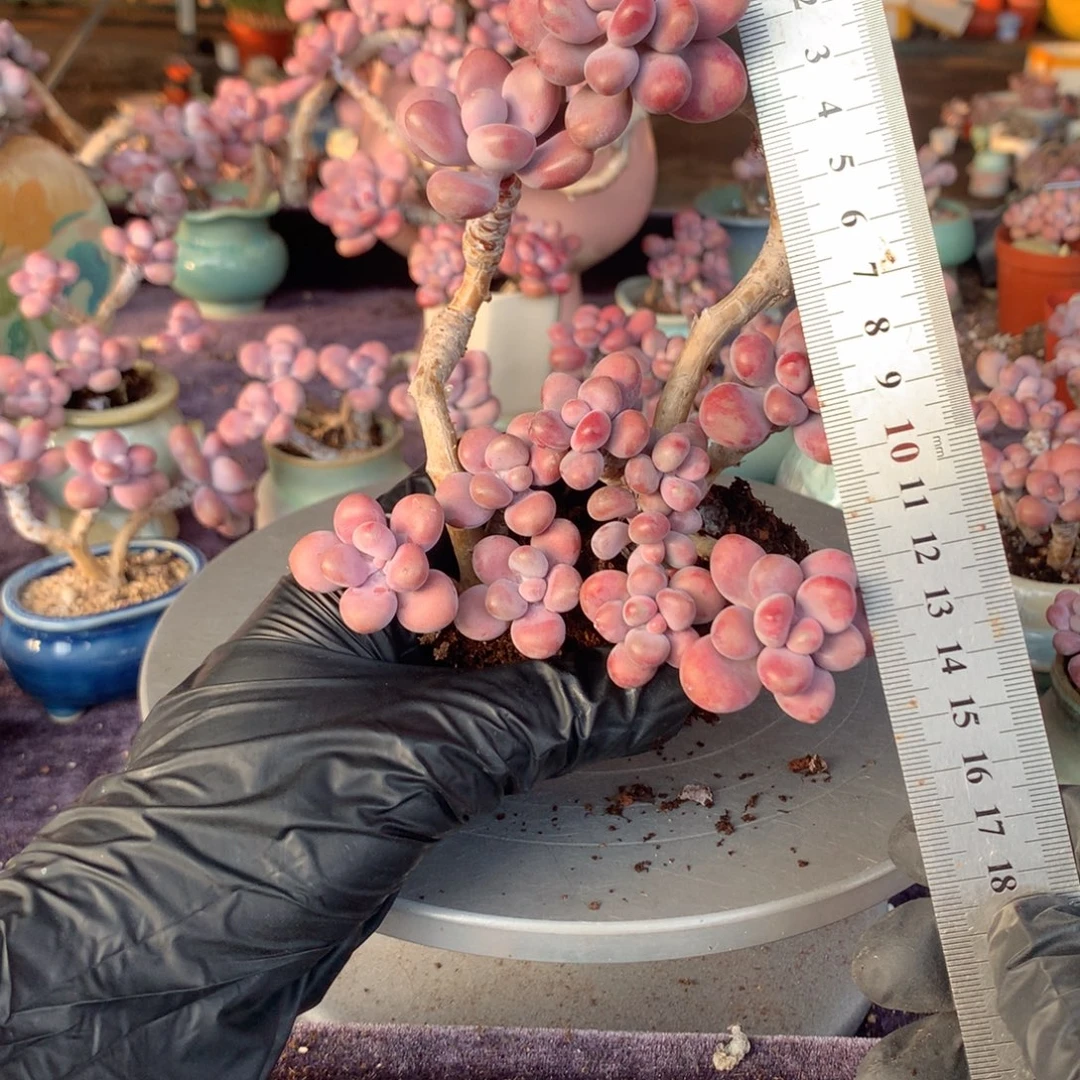 2了不带盆偏远地区不包邮的