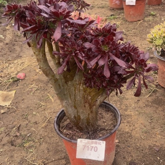 7170，黑法师缀包邮