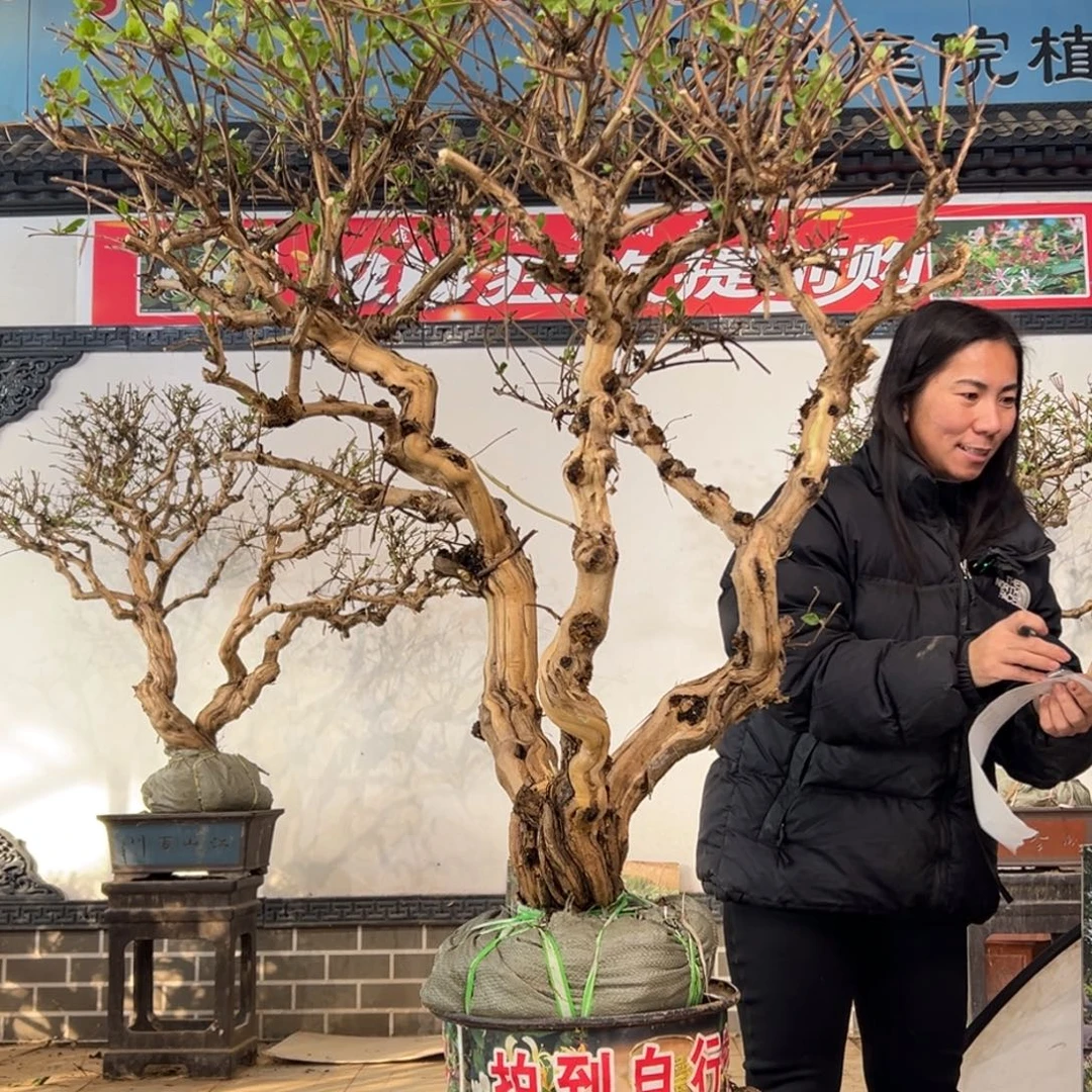 无花朵金银花55555555555