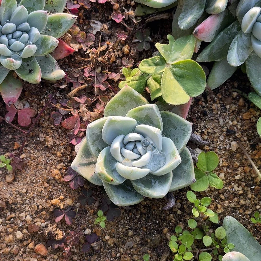 晨溪园艺仙女杯呀